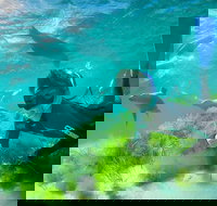 Half-Day Sea Lion Snorkeling Tour from Port Lincoln - Events Australia