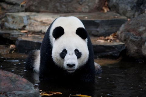 Adelaide Zoo General Entry Ticket - Tourism Bookings 1