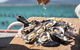 Experience Coffin Bay Short And Sweet Oyster Farm Tour - thumb 0