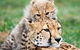 Cheetah Experience At Monarto Safari Park - thumb 1