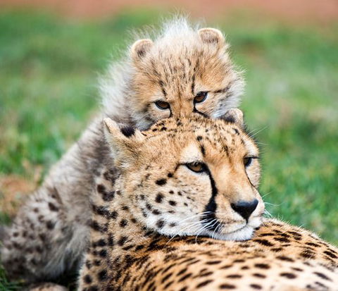 Cheetah Experience At Monarto Safari Park - Events Australia 1