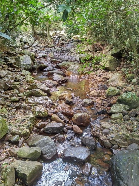 Springbrook AndTamborine Rainforest Tour Incl Natural Bridge And Glow Worm Cave - Events Australia 4