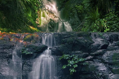 Springbrook AndTamborine Rainforest Tour Incl Natural Bridge And Glow Worm Cave - Events Australia 1