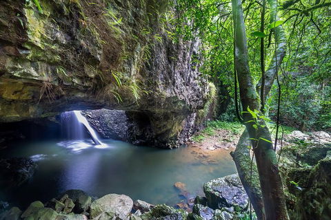 Springbrook AndTamborine Rainforest Tour Incl Natural Bridge And Glow Worm Cave - Events Australia 0