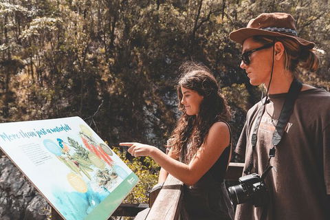 Springbrook AndTamborine Rainforest Tour Incl Natural Bridge And Glow Worm Cave - Events Australia 18