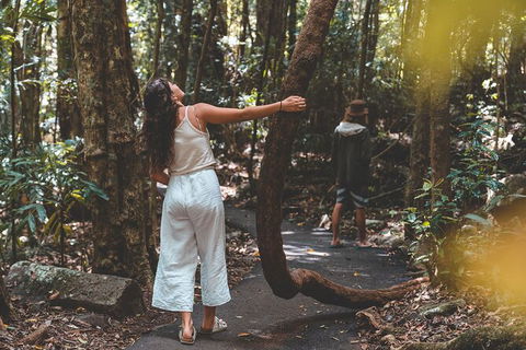 Springbrook AndTamborine Rainforest Tour Incl Natural Bridge And Glow Worm Cave - Events Australia 12