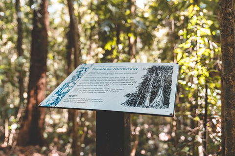 Springbrook AndTamborine Rainforest Tour Incl Natural Bridge And Glow Worm Cave - Events Australia 14