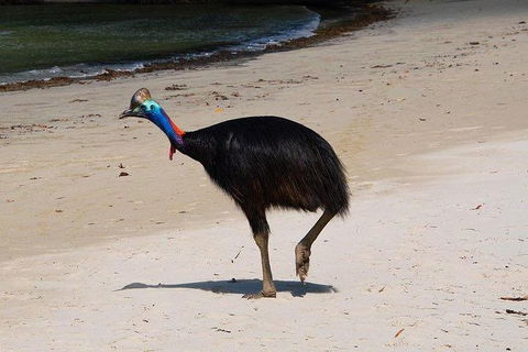 Daintree - Cape Tribulation & Atherton Tablelands Tours From Port Douglas - Events Australia 17