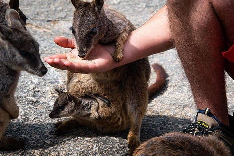 Daintree - Cape Tribulation & Atherton Tablelands Tours From Port Douglas - Events Australia 4
