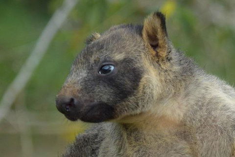 Daintree - Cape Tribulation & Atherton Tablelands Tours From Port Douglas - Events Australia 8