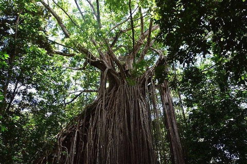Daintree - Cape Tribulation & Atherton Tablelands Tours From Port Douglas - Events Australia 20