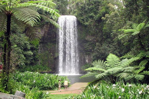 Daintree - Cape Tribulation & Atherton Tablelands Tours From Port Douglas - Events Australia 12