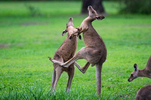 Daintree - Cape Tribulation & Atherton Tablelands Tours From Port Douglas - Events Australia 14