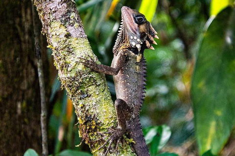 Daintree - Cape Tribulation & Atherton Tablelands Tours From Port Douglas - Events Australia 7