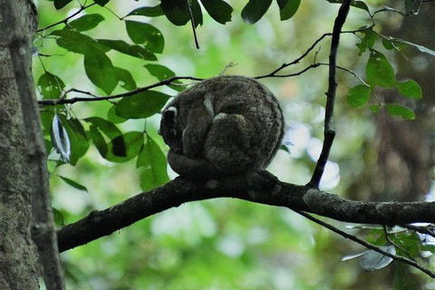 Daintree - Cape Tribulation & Atherton Tablelands Tours From Port Douglas - Events Australia 11