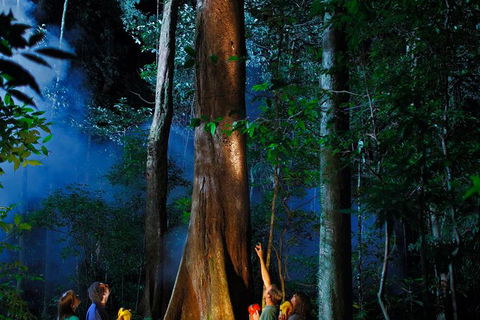 Daintree Rainforest Night Walk From Cape Tribulation - Events Australia 1