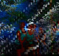 Daintree Rainforest Night Walk from Cape Tribulation - Events Australia