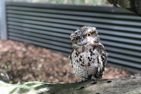 Hartley's Crocodile Adventures And Tjapukai Cultural Park Day Trip From Cairns - Events Australia 1