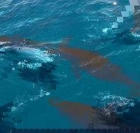 Fraser Island  Dolphin Sailing Adventure - Events Australia