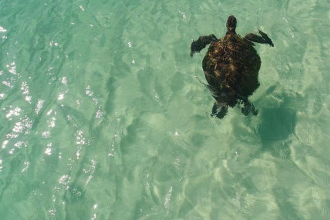 Eco Marine Safari - Boom Netting & Snorkeling Moreton Island - Fortitude Valley - Events Australia 5