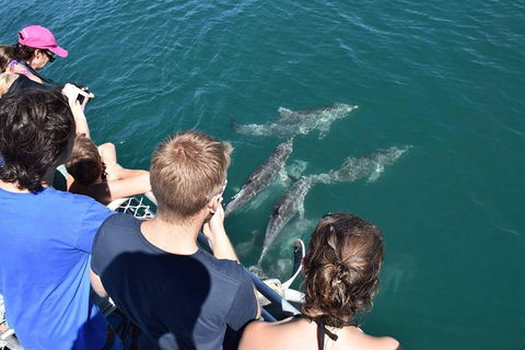 Eco Marine Safari - Boom Netting & Snorkeling Moreton Island - Fortitude Valley - Events Australia 4
