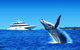 Tangalooma Island Resort Dolphin Viewing Day Cruise With Whale Watching - thumb 0