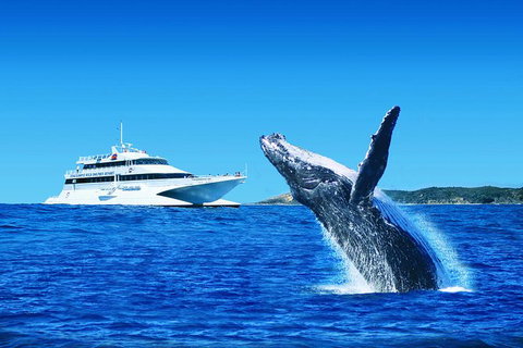 Tangalooma Island Resort Dolphin Viewing Day Cruise With Whale Watching - Tourism Bookings 0