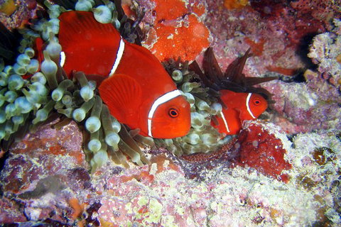 Great Barrier Reef Dive And Snorkel Cruise From Mission Beach - Events Australia 6
