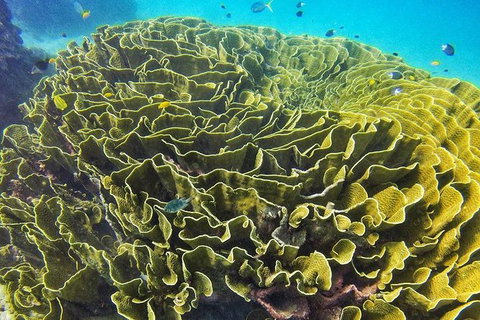 Great Barrier Reef Dive And Snorkel Cruise From Mission Beach - Events Australia 5