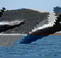 Hervey Bay Ultimate Whale Watching Cruise - Events Australia