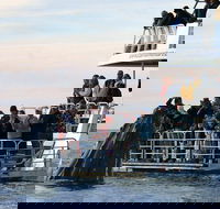 Hervey Bay Whale Watching Cruise - Events Australia