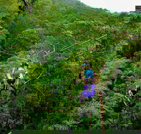 Tamborine Mountain Daily Service Treetop Challenge and Thunderbird Park - Events Australia