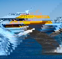 Spirit of Hervey Bay Whale Watching Cruise - Events Australia