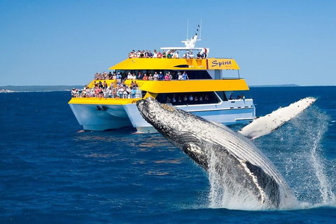 Spirit Of Hervey Bay Whale Watching Cruise - Events Australia 0