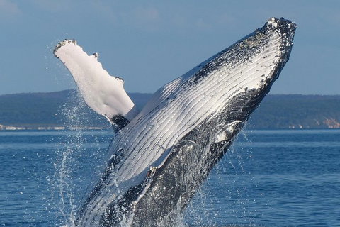 Spirit Of Hervey Bay Whale Watching Cruise - Events Australia 1