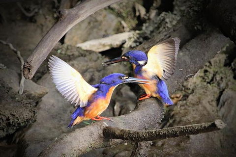 Daintree River Sunset Cruise - Events Australia 1