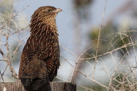 Small-Group 4WD Springbrook National Park Day Trip From Brisbane - Events Australia 5