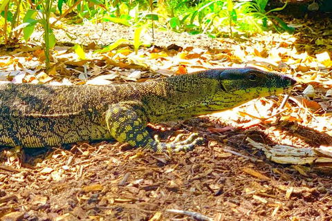 Small-Group 4WD Springbrook National Park Day Trip From Brisbane - Events Australia 4