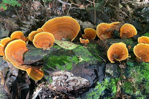 Small-Group 4WD Springbrook National Park Day Trip From Brisbane - Events Australia 3