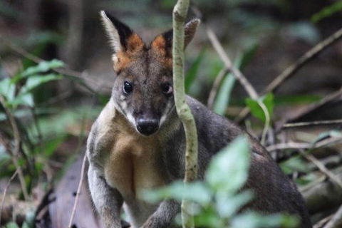 Small-Group 4WD Springbrook National Park Day Trip From Brisbane - Events Australia 8