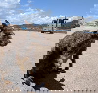 Magnetic Island Tour Maggie Comprehensive - Events Australia