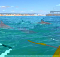 Half-Day Kayak with Dolphins and 4WD Beach Drive from Rainbow Beach - Events Australia