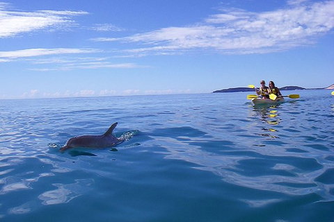 Half-Day Kayak With Dolphins And 4WD Beach Drive From Rainbow Beach - Events Australia 9