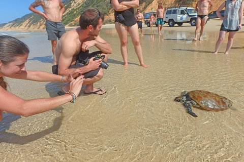 Half-Day Kayak With Dolphins And 4WD Beach Drive From Rainbow Beach - Events Australia 11