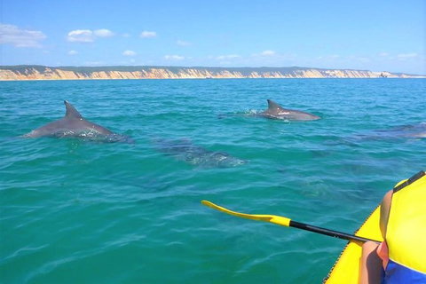 Half-Day Kayak With Dolphins And 4WD Beach Drive From Rainbow Beach - Events Australia 2