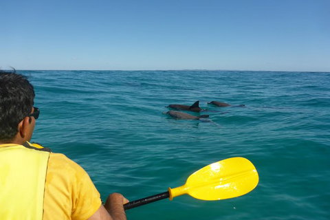 Half-Day Kayak With Dolphins And 4WD Beach Drive From Rainbow Beach - Events Australia 6