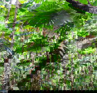 Cape Tribulation Daintree Rainforest and Wildlife Tour - Events Australia