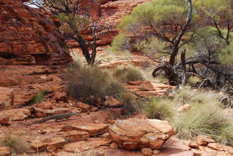 Kings Canyon Day Trip From Ayers Rock - Events Australia 24