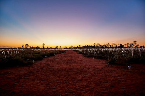 Uluru Field Of Light Sunrise Tour - Events Australia 14