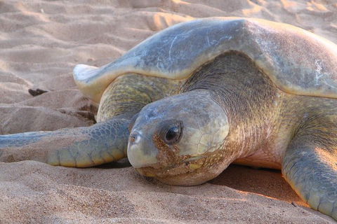 Turtle Tracks Tour To Bare Sand Island From Darwin - Events Australia 0